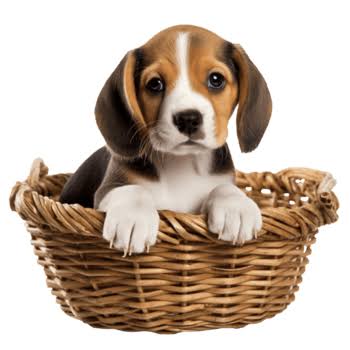 Pet Supplies